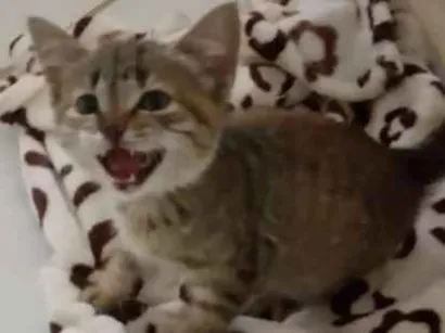 Gato raça srd idade Abaixo de 2 meses nome Fofinho