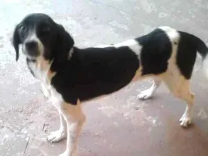 Cachorro raça Labrador com vira lata idade 7 a 11 meses nome Princesa 