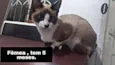 Gato raça seames  idade 2 a 6 meses nome Branca 