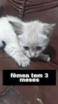 Gato raça seames  idade 2 a 6 meses nome Branca 