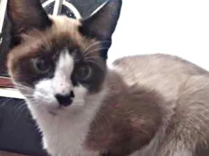 Gato raça seames  idade 2 a 6 meses nome Branca 