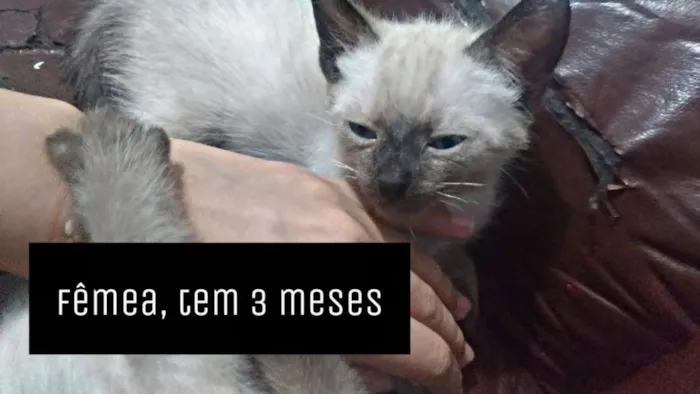 Gato raça seames  idade 2 a 6 meses nome Branca 