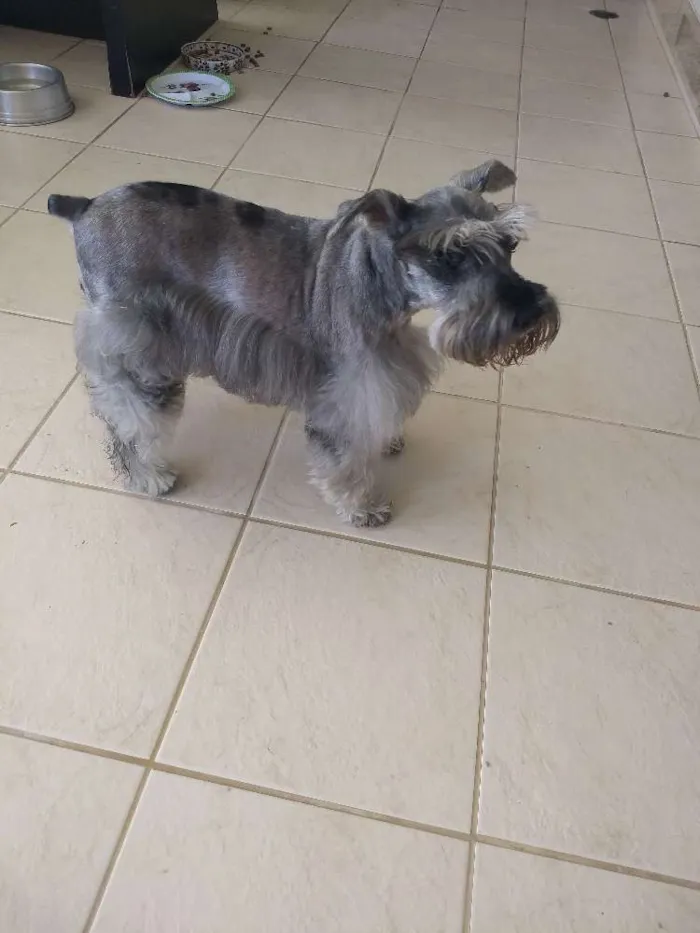 Cachorro ra a Schinauzer idade 6 ou mais anos nome Tila