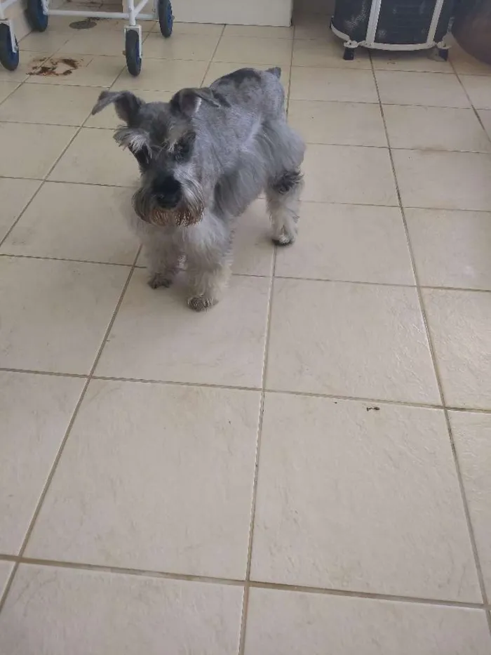 Cachorro ra a Schinauzer idade 6 ou mais anos nome Tila