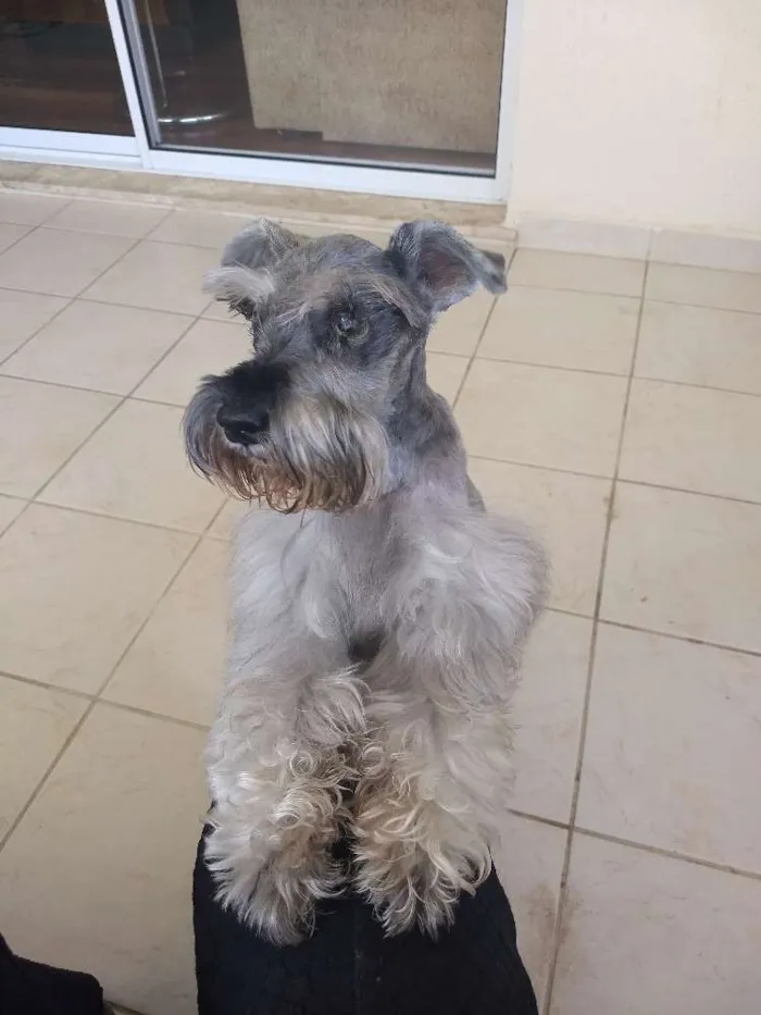 Cachorro ra a Schinauzer idade 6 ou mais anos nome Tila