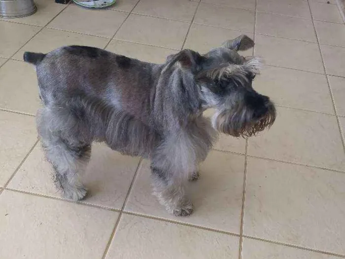 Cachorro ra a Schinauzer idade 6 ou mais anos nome Tila