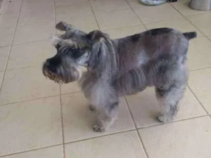 Cachorro raça Schinauzer idade 6 ou mais anos nome Tila
