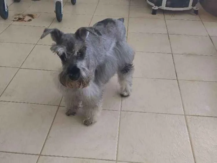 Cachorro ra a Schinauzer idade 6 ou mais anos nome Tila