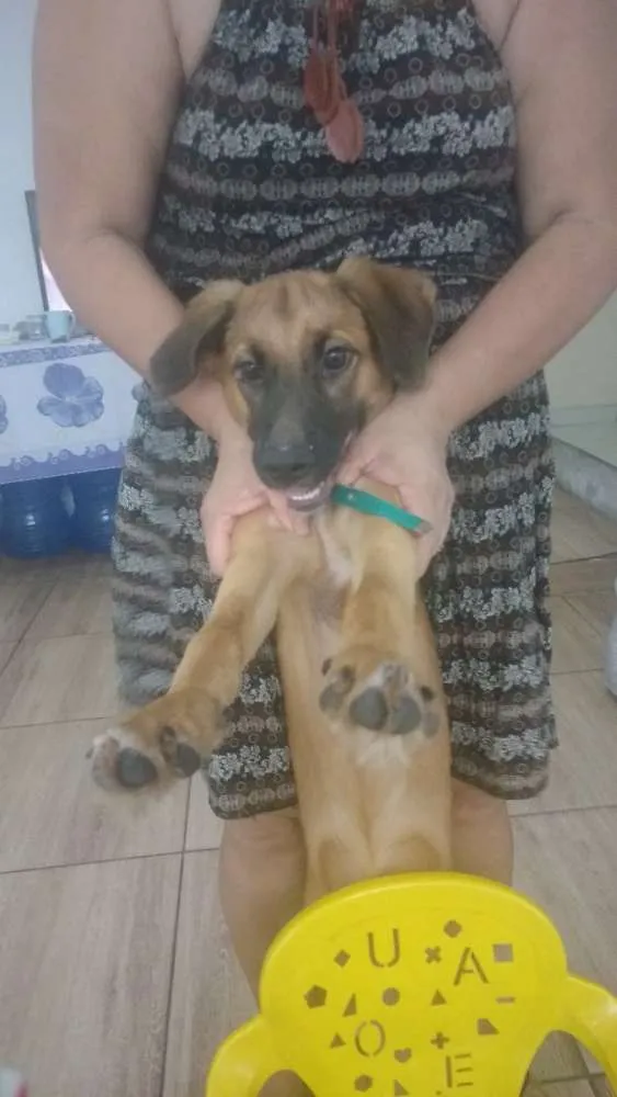 Cachorro raça SRD idade 2 a 6 meses nome Morgana