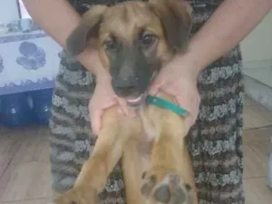 Cachorro raça SRD idade 2 a 6 meses nome Morgana