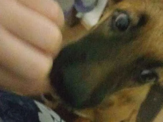 Cachorro raça SRD idade 2 a 6 meses nome Morgana