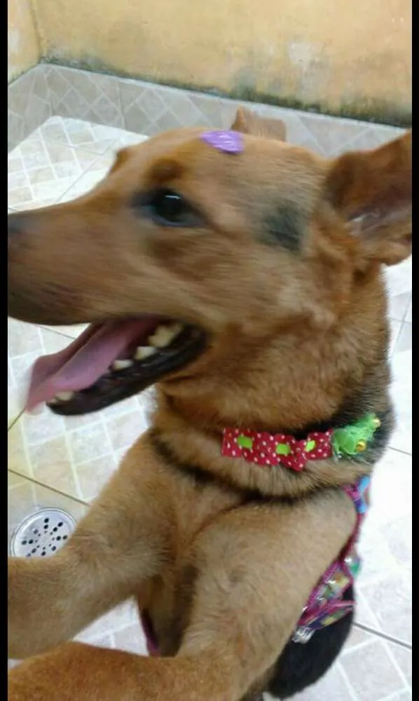 Cachorro ra a Pastor Alemao (mix) idade 2 anos nome Nina 
