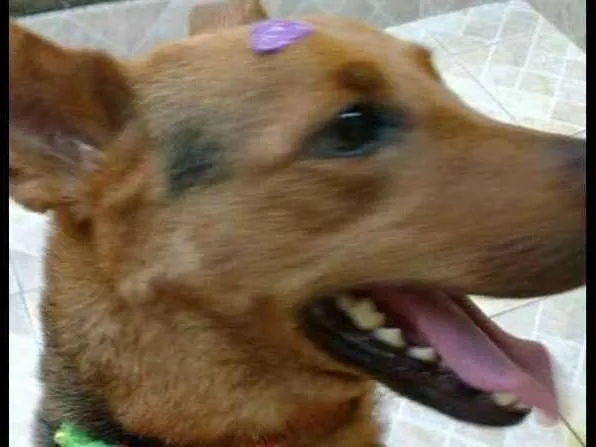 Cachorro ra a Pastor Alemao (mix) idade 2 anos nome Nina 