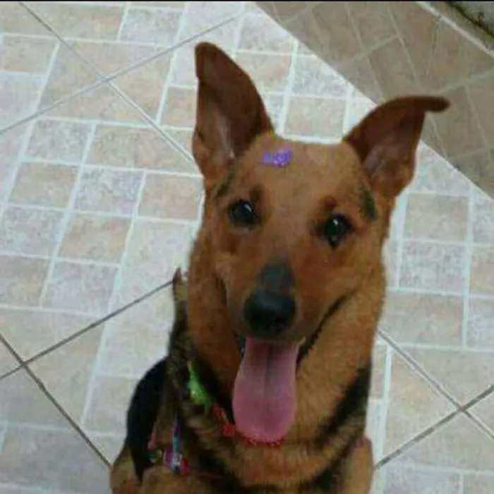 Cachorro ra a Pastor Alemao (mix) idade 2 anos nome Nina 