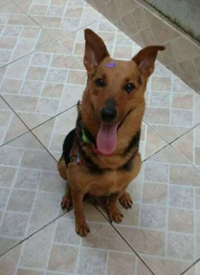 Cachorro ra a Pastor Alemao (mix) idade 2 anos nome Nina 