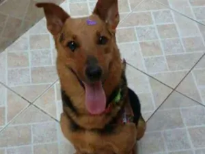 Cachorro raça Pastor Alemao (mix) idade 2 anos nome Nina 