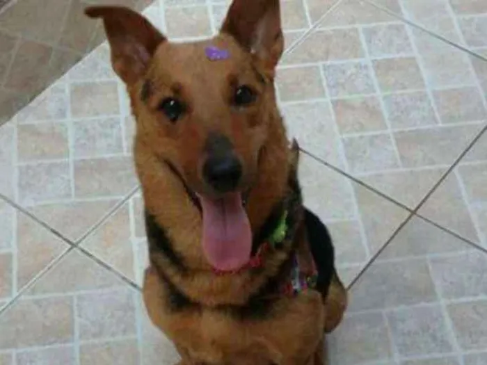 Cachorro ra a Pastor Alemao (mix) idade 2 anos nome Nina 