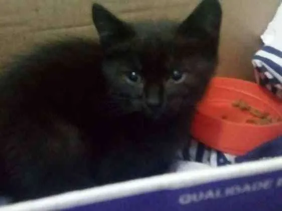 Gato ra a  idade Abaixo de 2 meses nome Sem nome 