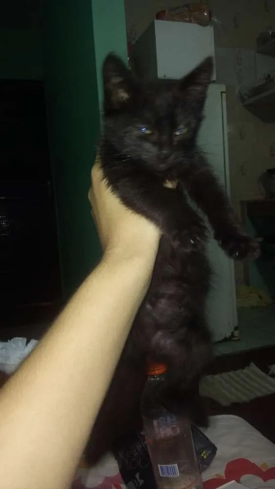 Gato ra a  idade Abaixo de 2 meses nome Sem nome 