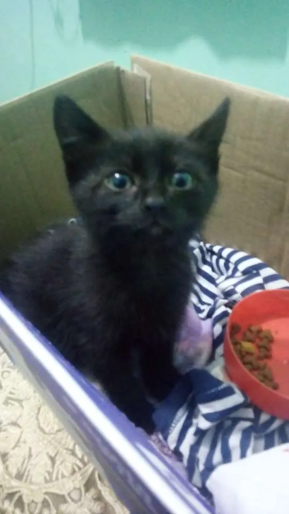 Gato ra a  idade Abaixo de 2 meses nome Sem nome 