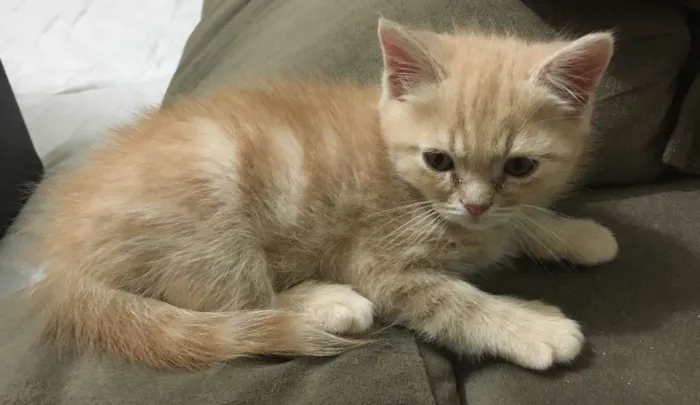 Gato ra a  idade Abaixo de 2 meses nome Sem Nome1