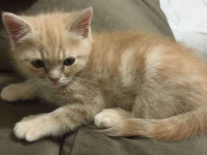 Gato ra a  idade Abaixo de 2 meses nome Sem Nome1