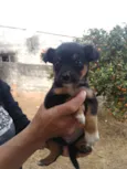 Filhotes vira lata
