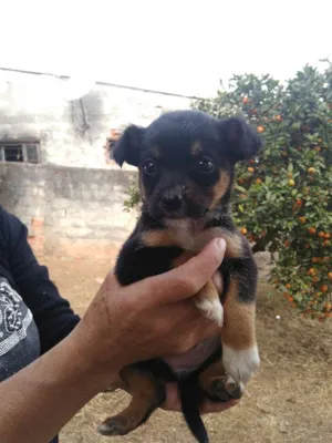 Cachorro raça Vira lata idade Abaixo de 2 meses nome Filhotes vira lata