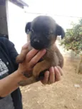 Filhotes vira lata