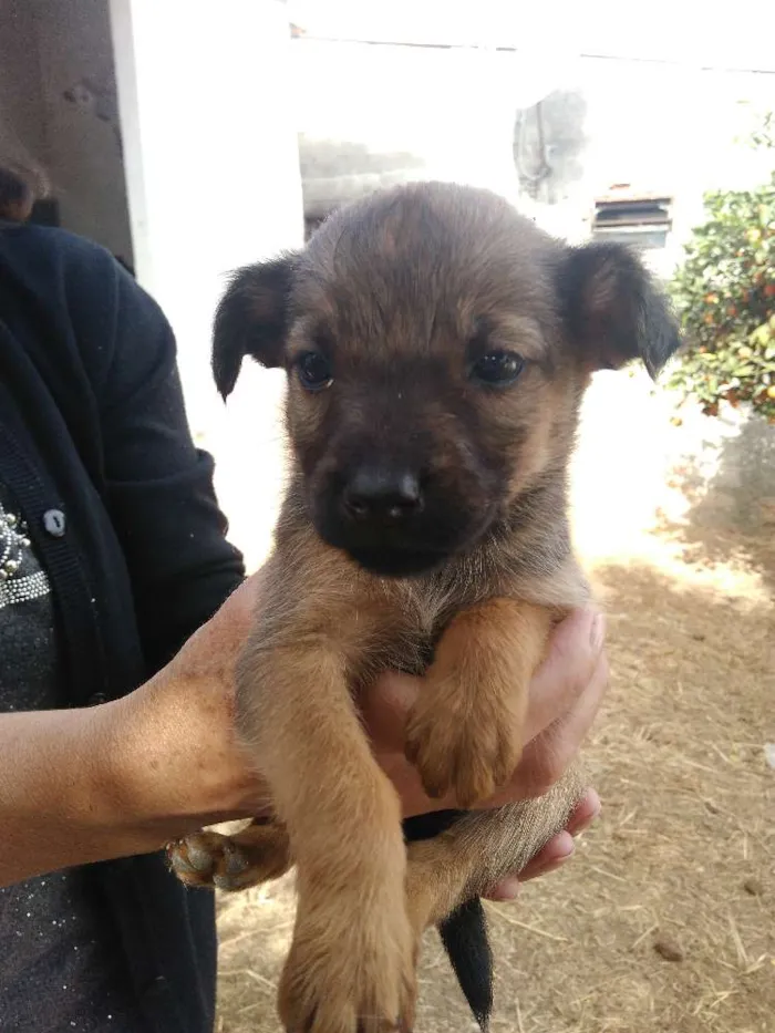 Cachorro raça Vira lata idade Abaixo de 2 meses nome Filhotes vira lata