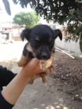 Filhotes vira lata
