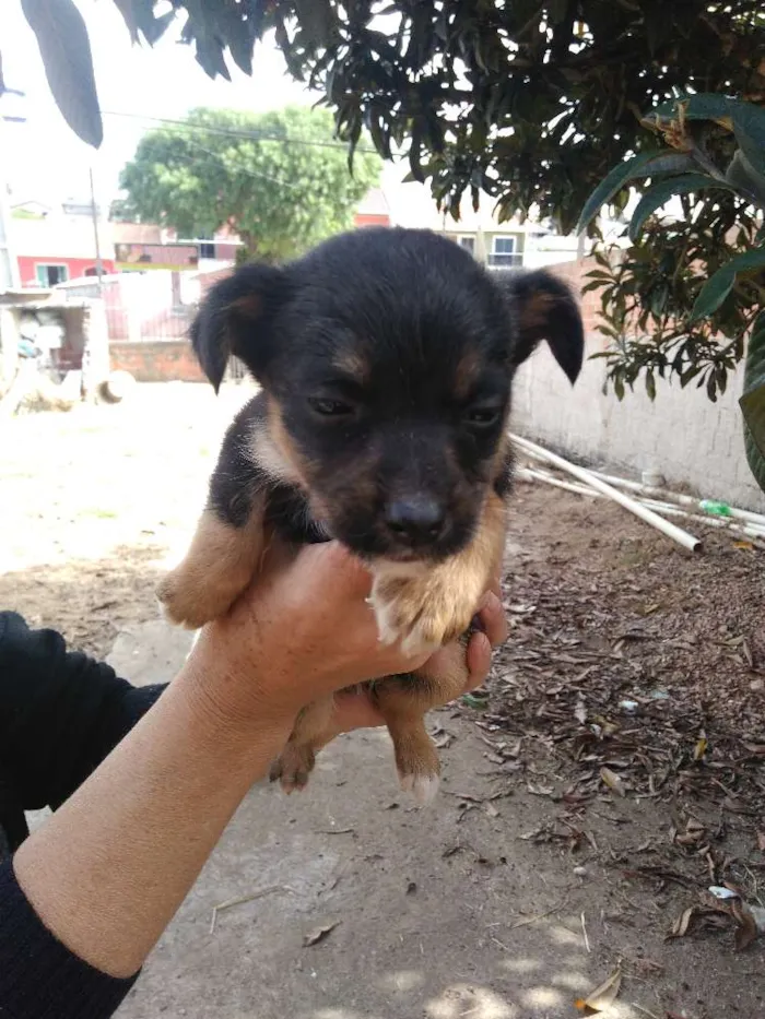 Cachorro raça Vira lata idade Abaixo de 2 meses nome Filhotes vira lata