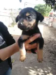 Filhotes vira lata