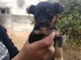 Filhotes vira lata