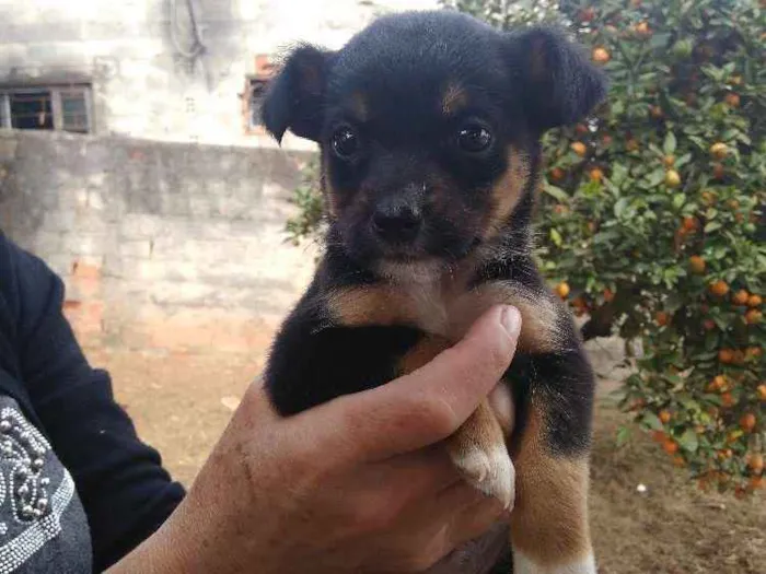 Cachorro raça Vira lata idade Abaixo de 2 meses nome Filhotes vira lata