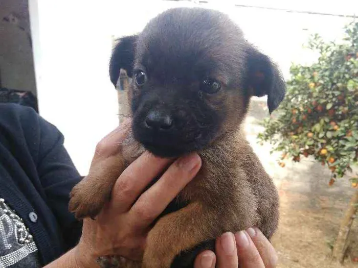 Cachorro raça Vira lata idade Abaixo de 2 meses nome Filhotes vira lata