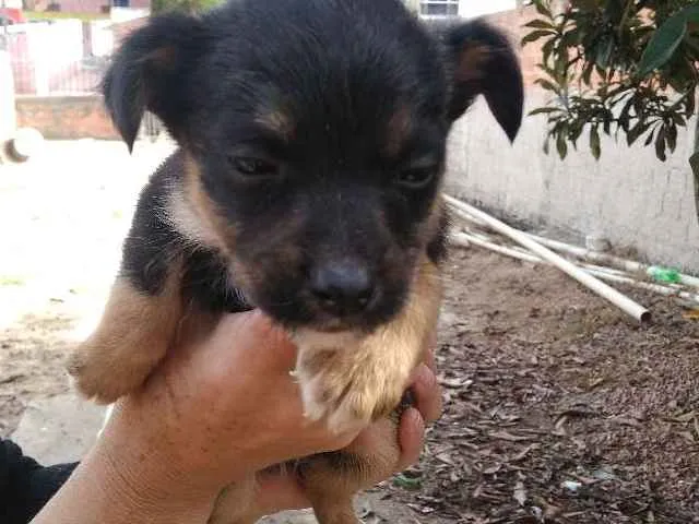 Cachorro raça Vira lata idade Abaixo de 2 meses nome Filhotes vira lata