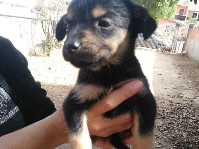 Cachorro raça Vira lata idade Abaixo de 2 meses nome Filhotes vira lata