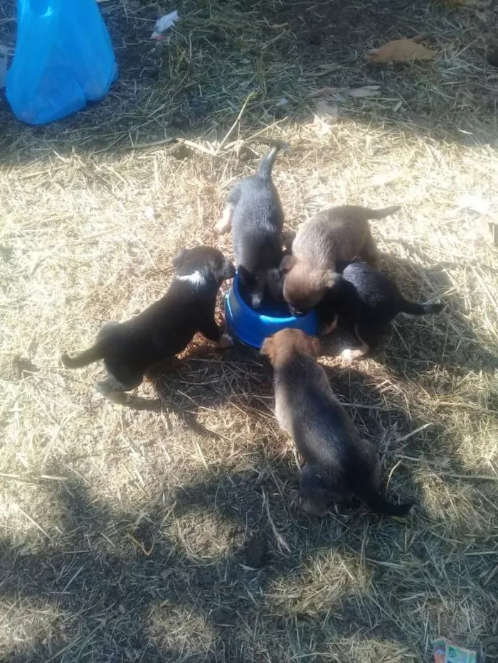 Cachorro raça Vira lata idade Abaixo de 2 meses nome Filhotes vira lata