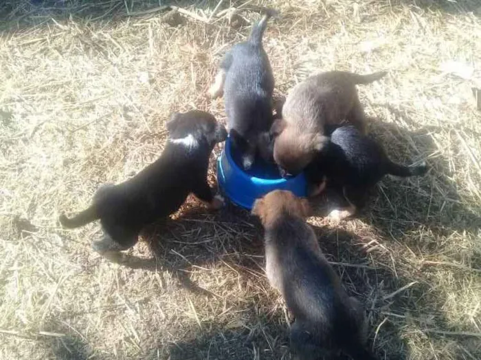 Cachorro raça Vira lata idade Abaixo de 2 meses nome Filhotes vira lata