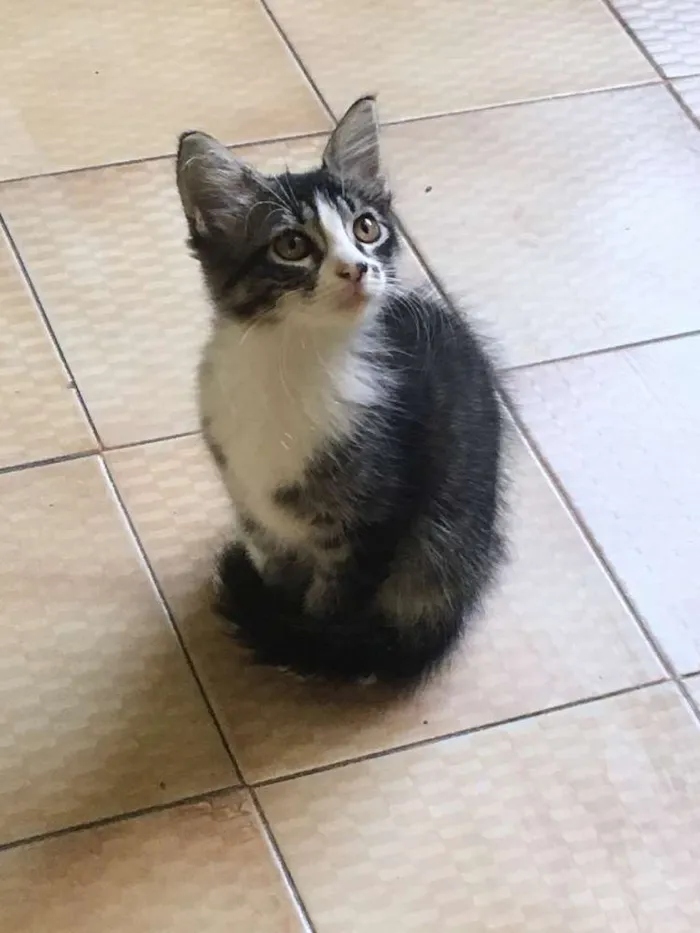 Gato raça  idade 2 a 6 meses nome Sem nome
