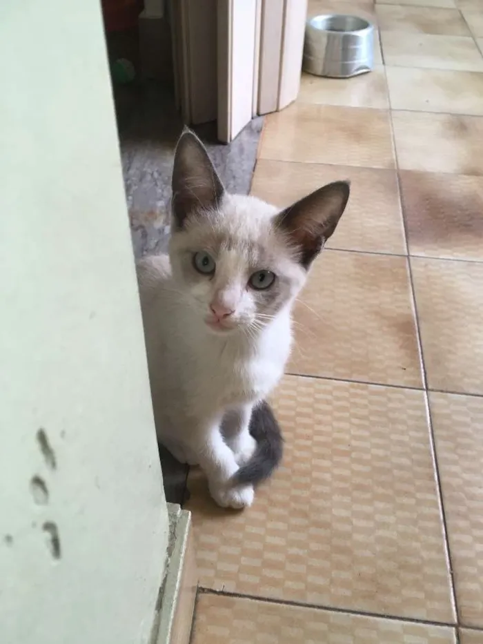 Gato raça  idade 2 a 6 meses nome Sem nome