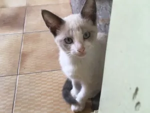 Gato raça  idade 2 a 6 meses nome Sem nome