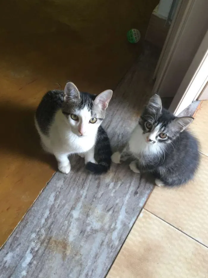 Gato raça  idade 2 a 6 meses nome Sem nome