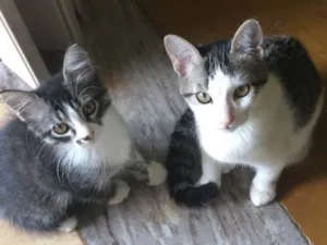 Gato raça  idade 2 a 6 meses nome Sem nome