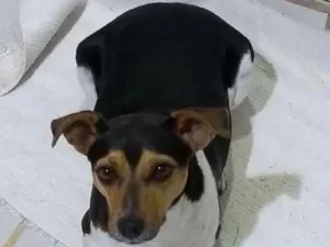 Cachorro raça Fox Paulistinha idade 5 anos nome Riquinha