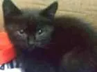 Gato raça  idade Abaixo de 2 meses nome Sem nome 