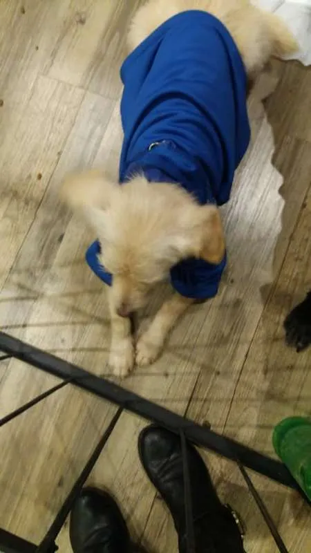 Cachorro ra a Poodle idade 1 ano nome Branquinho