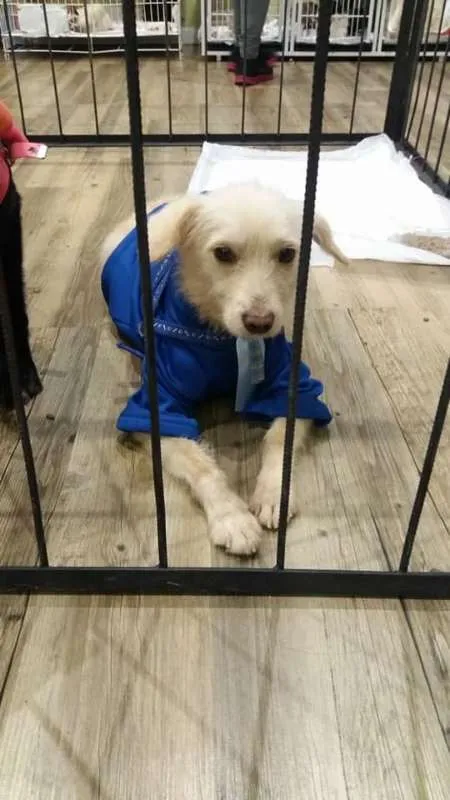 Cachorro ra a Poodle idade 1 ano nome Branquinho