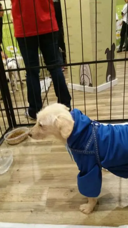 Cachorro ra a Poodle idade 1 ano nome Branquinho